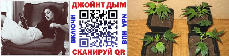 Конопля семена  цена   Барыш 
